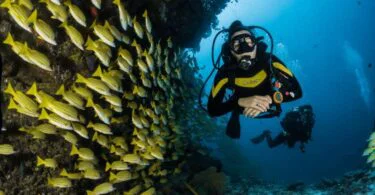 The 7 Best Scuba Diving Sites in Martinique